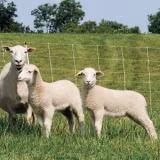 전기 그물은 어려운 그랜드 코스의 하락 및 곡선에 적응 가능